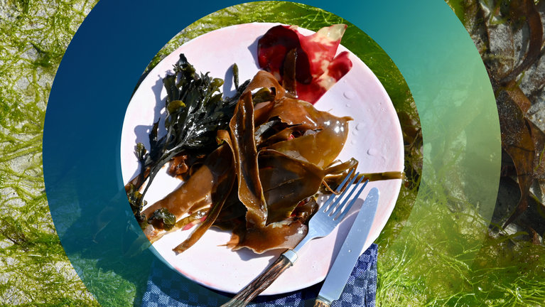 "planet e.: Algen essen – Klimaretter auf dem Teller?":  Probekochen für den Algen-Sommelier.