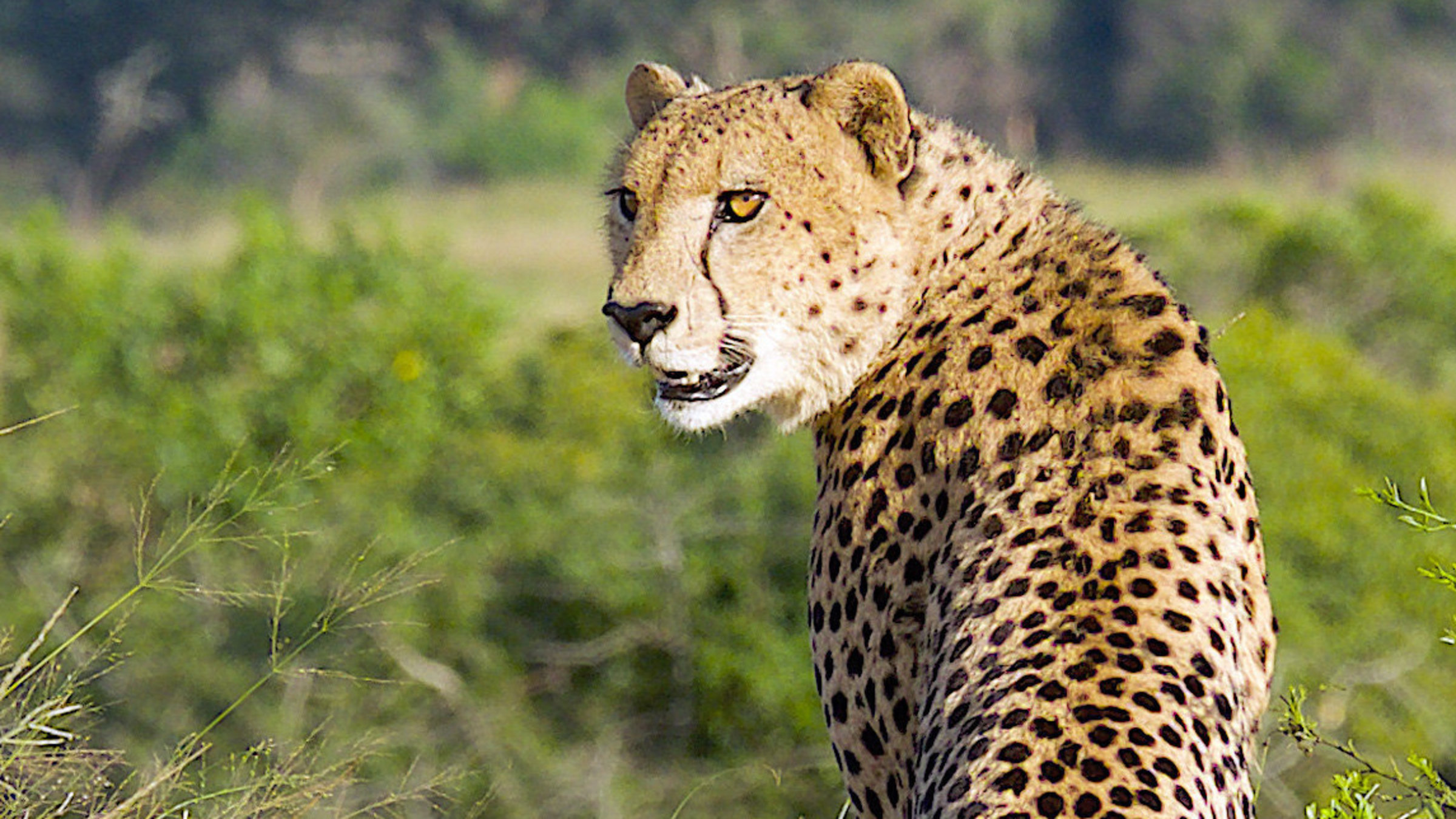 "Südafrika: Harte Zeiten für Löwen und Geparden" - Leopard.