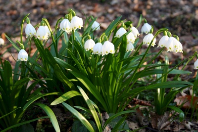 Pielach - Im Garten der Voralpen