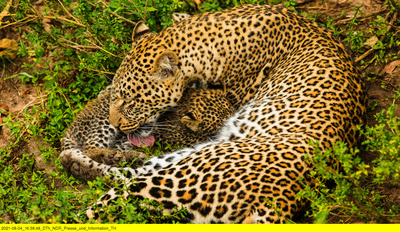Die Leopardin (2/2)