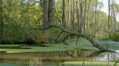 Unsere Wälder - Im Reich des Wassers