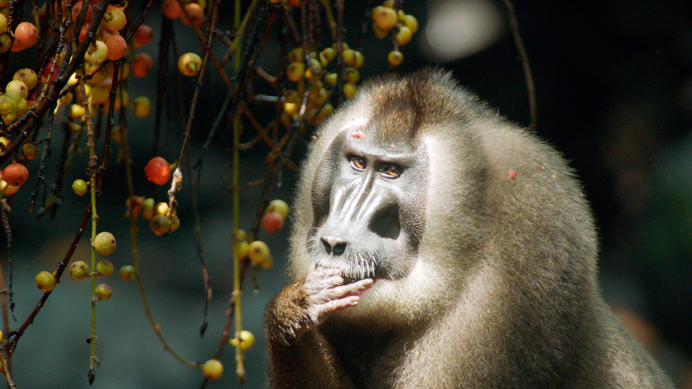 "Afrikas geheimnisvolle Welten – Die Insel der Affen": Drills ernähren sich vor allem von Feigen die sie im Wald finden.