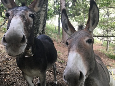 Wildnis am Lago Maggiore