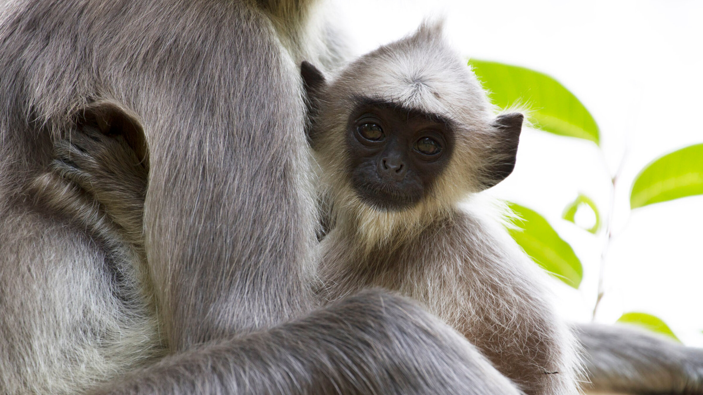 "Wilde Inseln: Sri Lanka": Hanuman-Languren sind Pflanzenfresser, sie leben meist in Haremsgruppen zusammen.