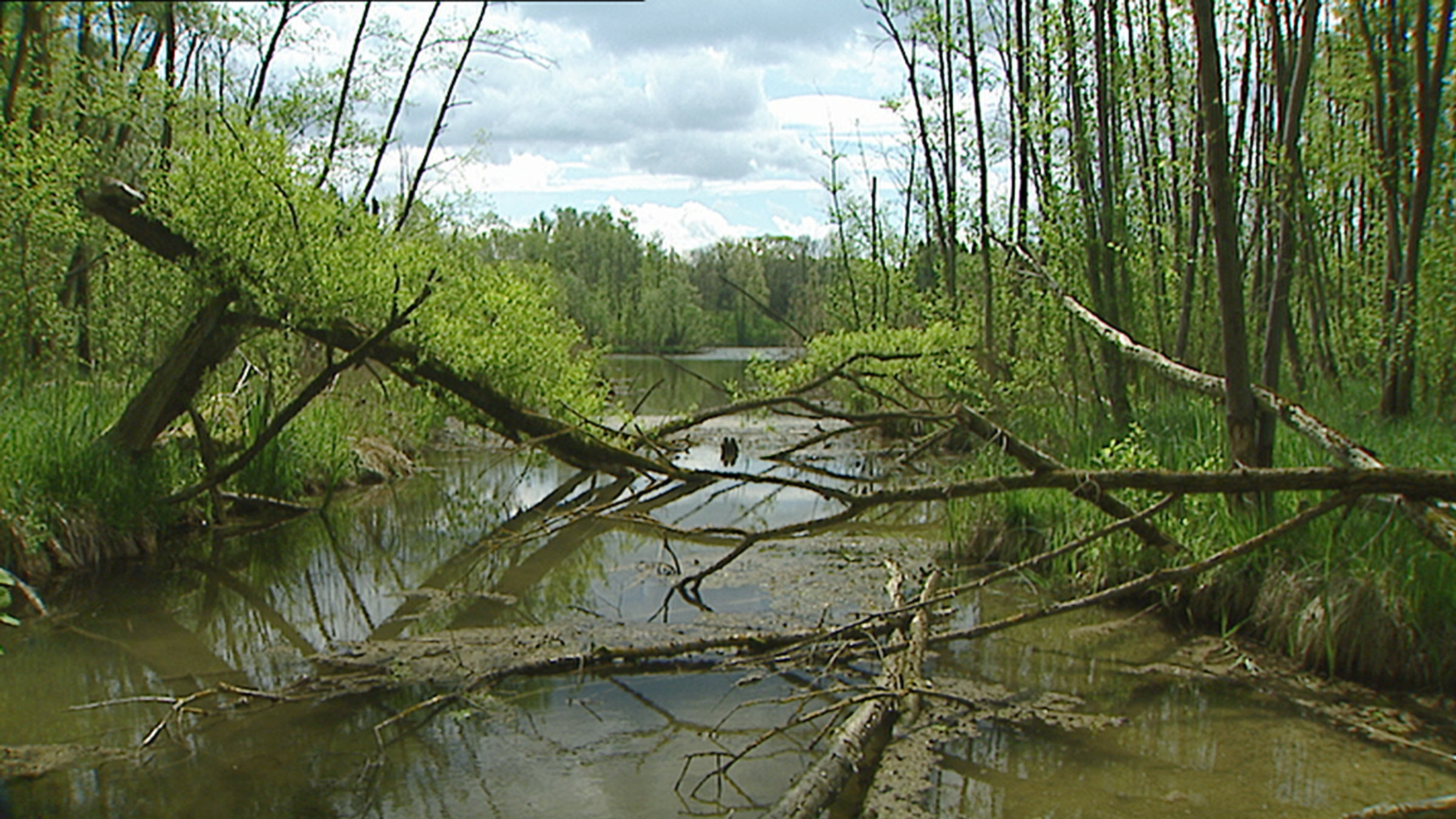 "Das Geheimnis der Baggerseen": An diesem See wurde bereits vor mehr als 20 Jahren zum letzten mal gebaggert. Heute ist er ein Schutzgebiet.