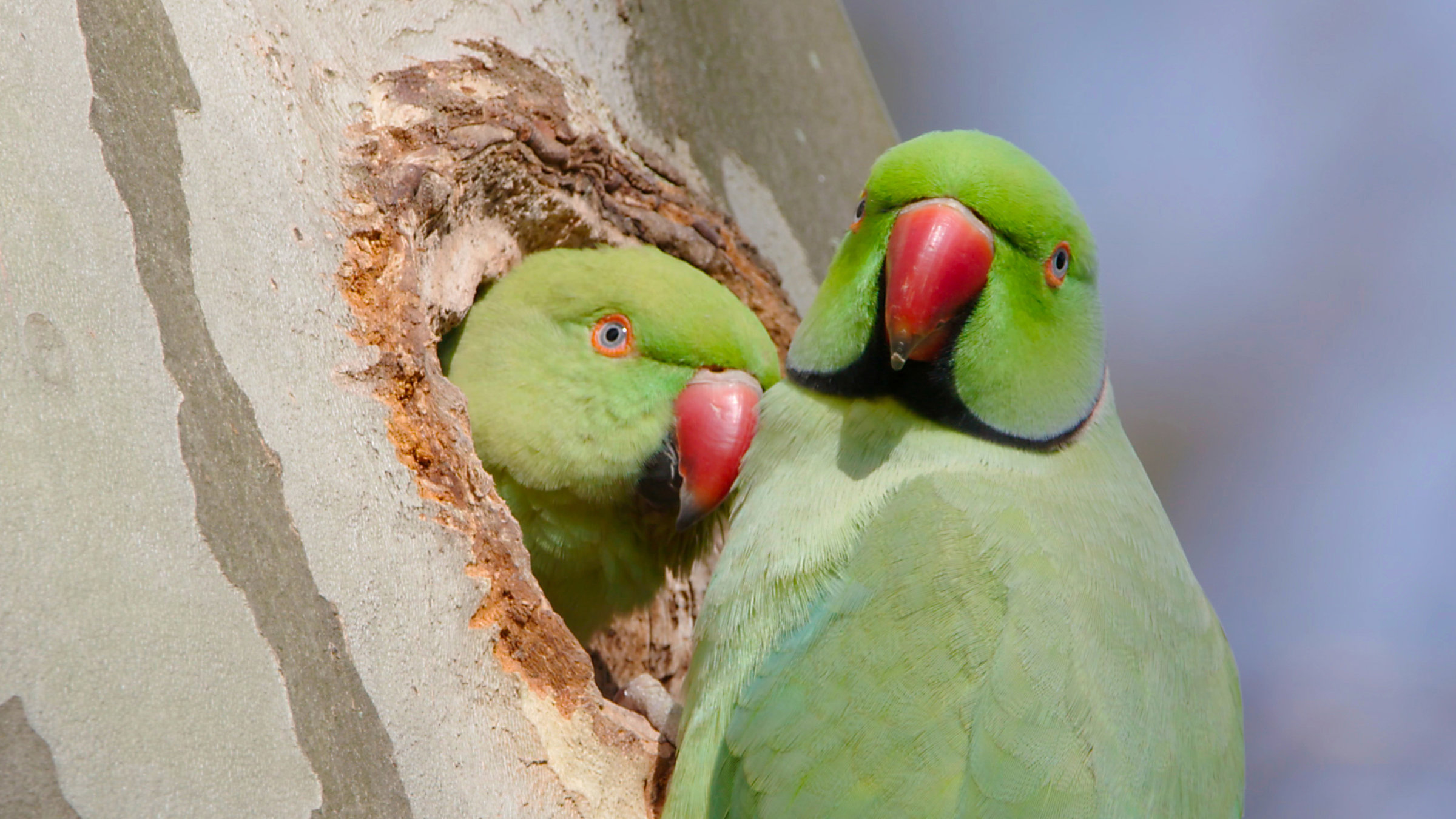 "Freche Viecher - Sittiche": Das Männchen des Halsbandsittichs versorgt seine Partnerin während der Brutzeit mit Nahrung.