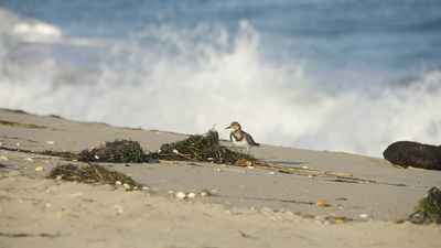 Strände Europas (6/6)