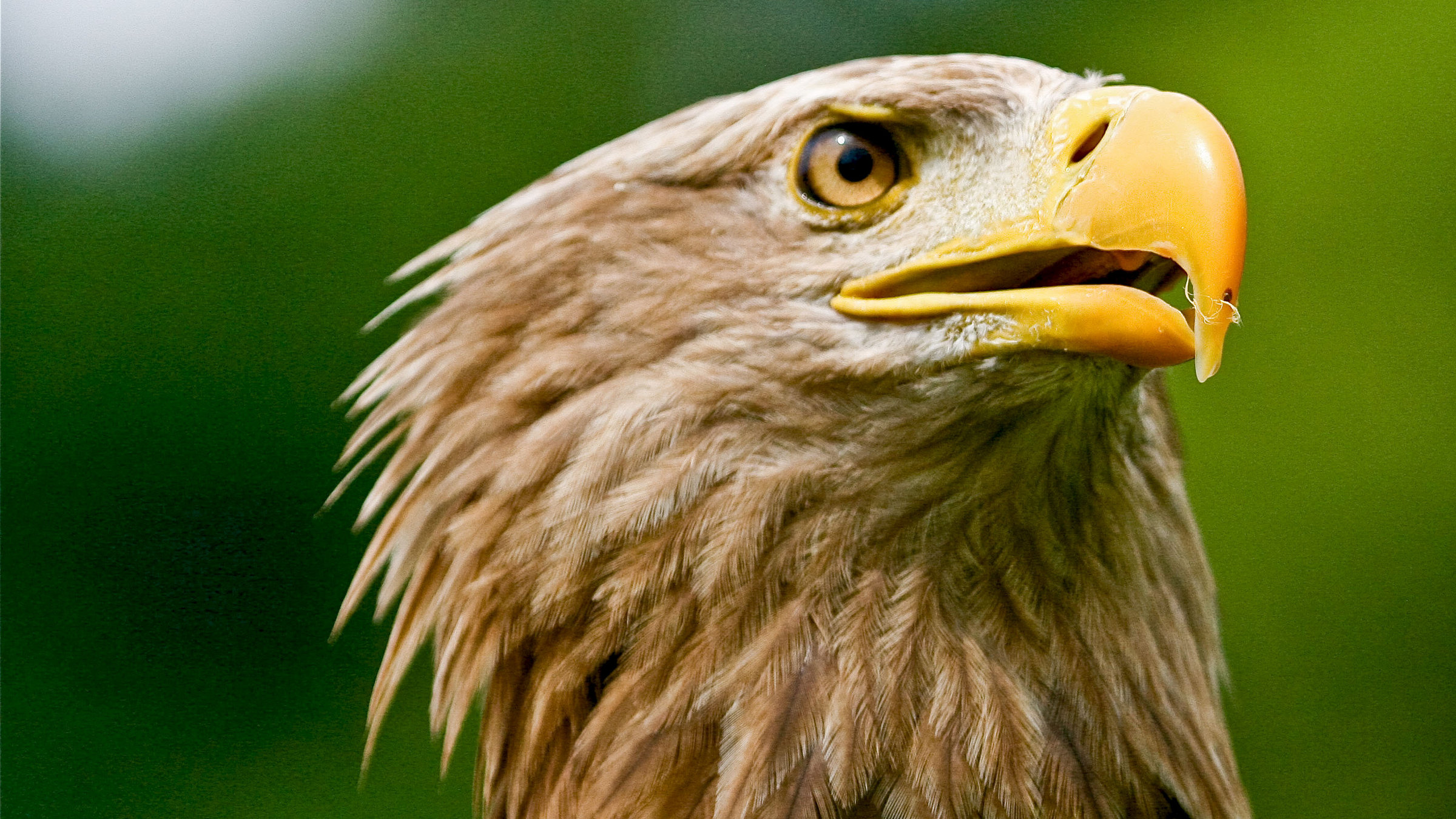 "Der Flug des Seeadlers" - Ausgewachsener Seeadler schaut auf.