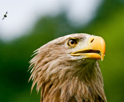 Der Flug des Seeadlers