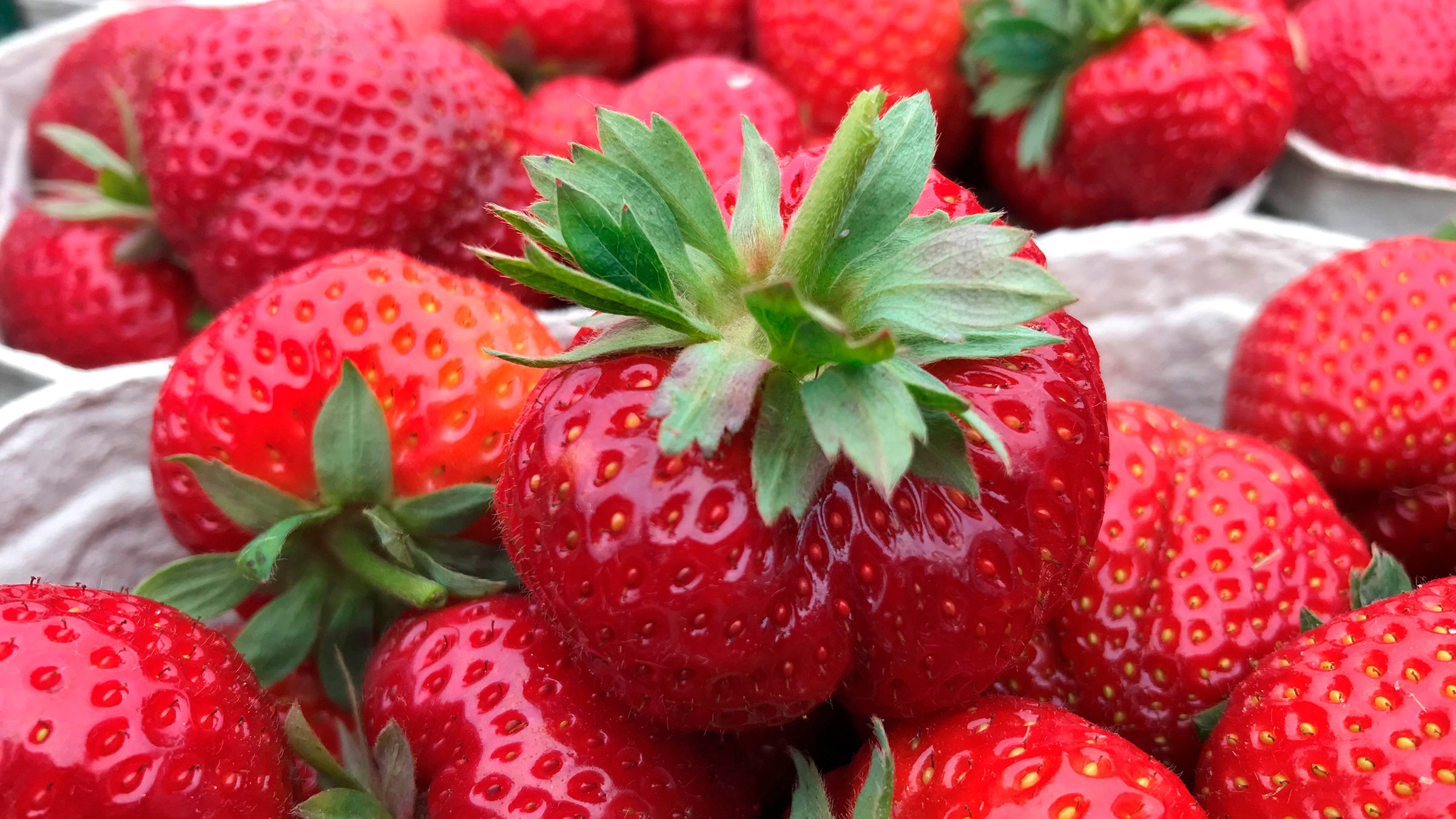 "Die Nordreportage - Süß, fruchtig, lecker - Marmelade aus dem Norden": Erdbeeren für die Produktion von Fruchtaufstrich der Schwartauer Werke