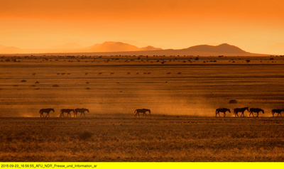 Die Wüstenpferde Namibias - Afrikas wilder Westen