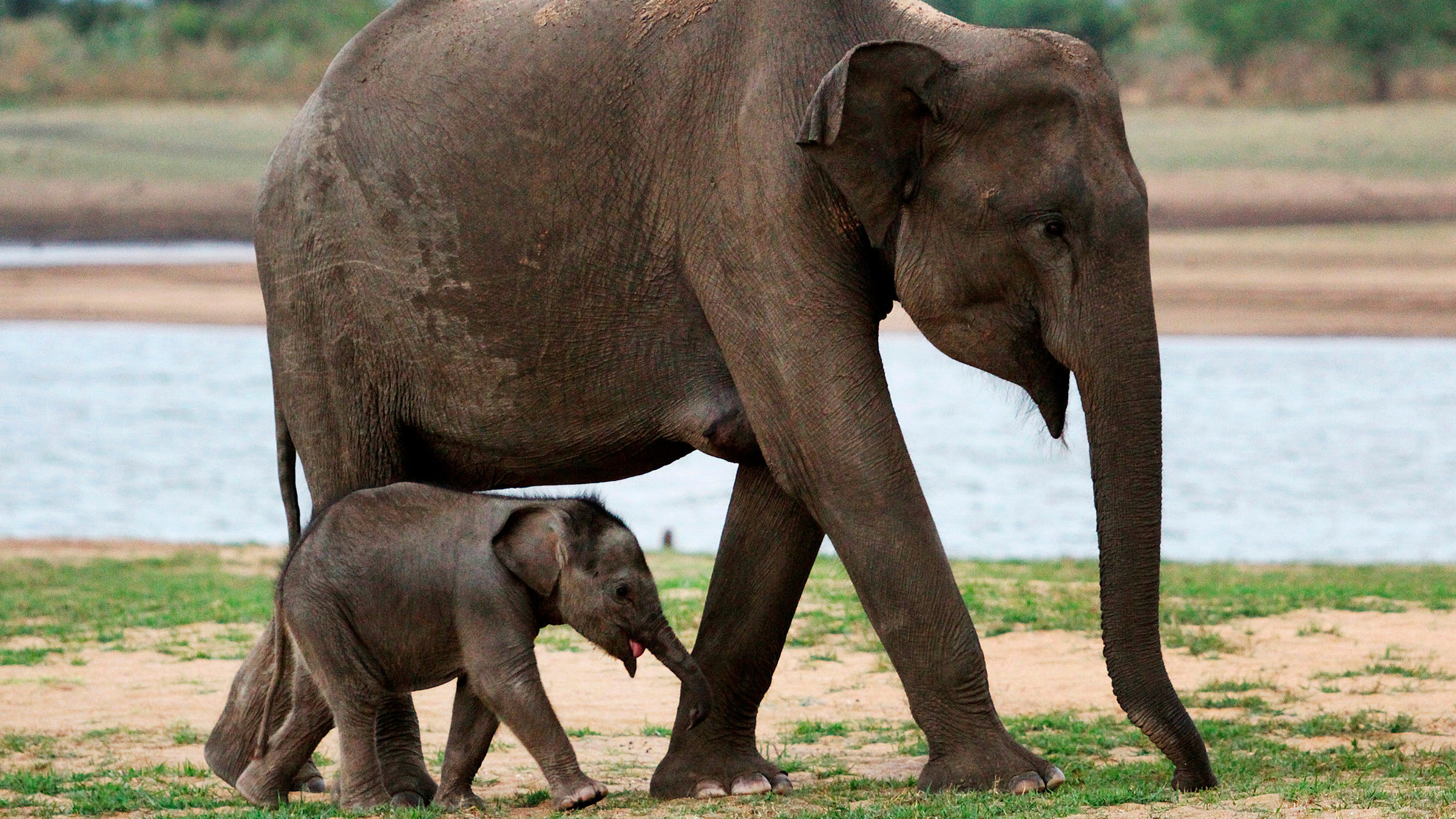 "Elstners Reisen - Die Retter der Elefanten": Es gibt Hoffnung für die Elefanten Sri Lankas: Dieses in Freiheit geborene Baby erblickte während der Dreharbeiten das Licht der Welt – es ist die Tochter von ausgewilderten Elefanten.