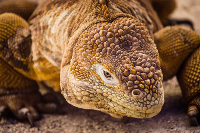 Galapagos (2/2)