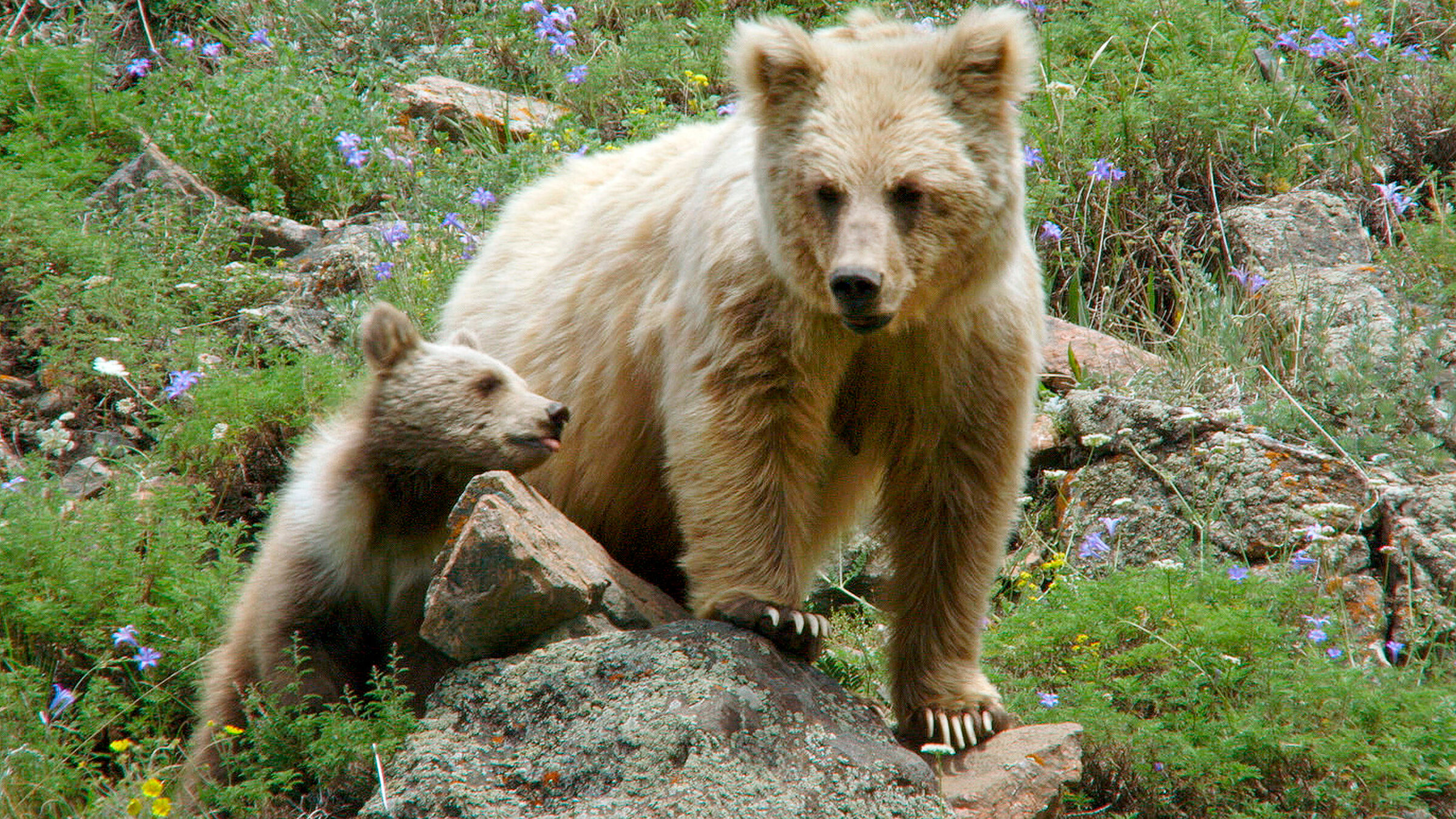 "Die Bären in den Himmelsbergen": Braunbärin mit ihrem Jungen.