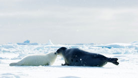Eisige Welten II: Nordpolarmeer