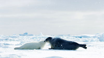 Eisige Welten II: Nordpolarmeer