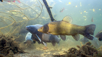 Wiener Wässer: Die Alte Donau