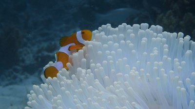 Into the Blue – Indonesiens Unterwasserparadiese:<br/>Rund um die Molukken