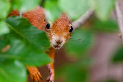 Geheimnisvolle Eichhörnchen
