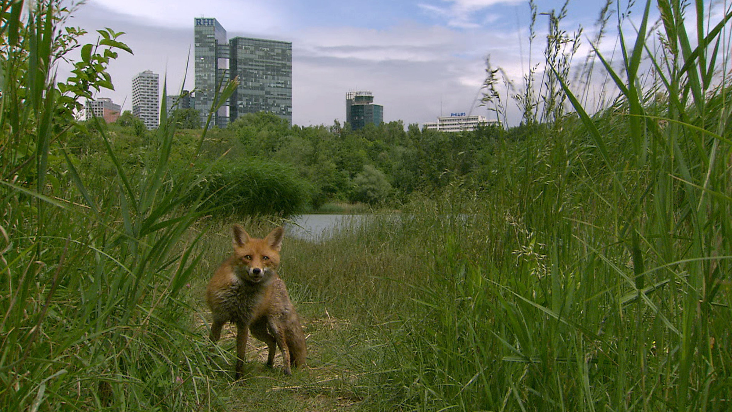 "Wiener Gstettn" - Fuchs am Wienerberg