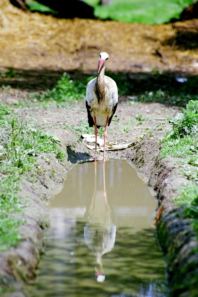 Der Flug der Störche