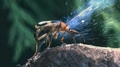 Unser erstaunlicher Po – Warum die Natur<br/>das Hinterteil erfand