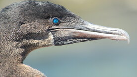 Galapagos (2/2)