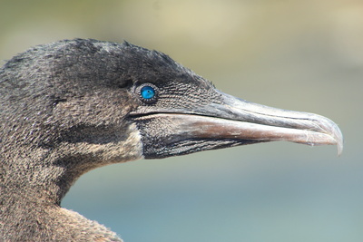 Galapagos (2/2)