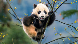 Asien (4/7)