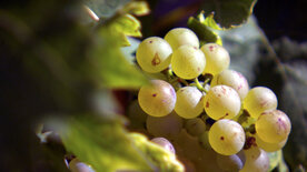 Vielfalt im Glas - Welschriesling neu entdeckt
