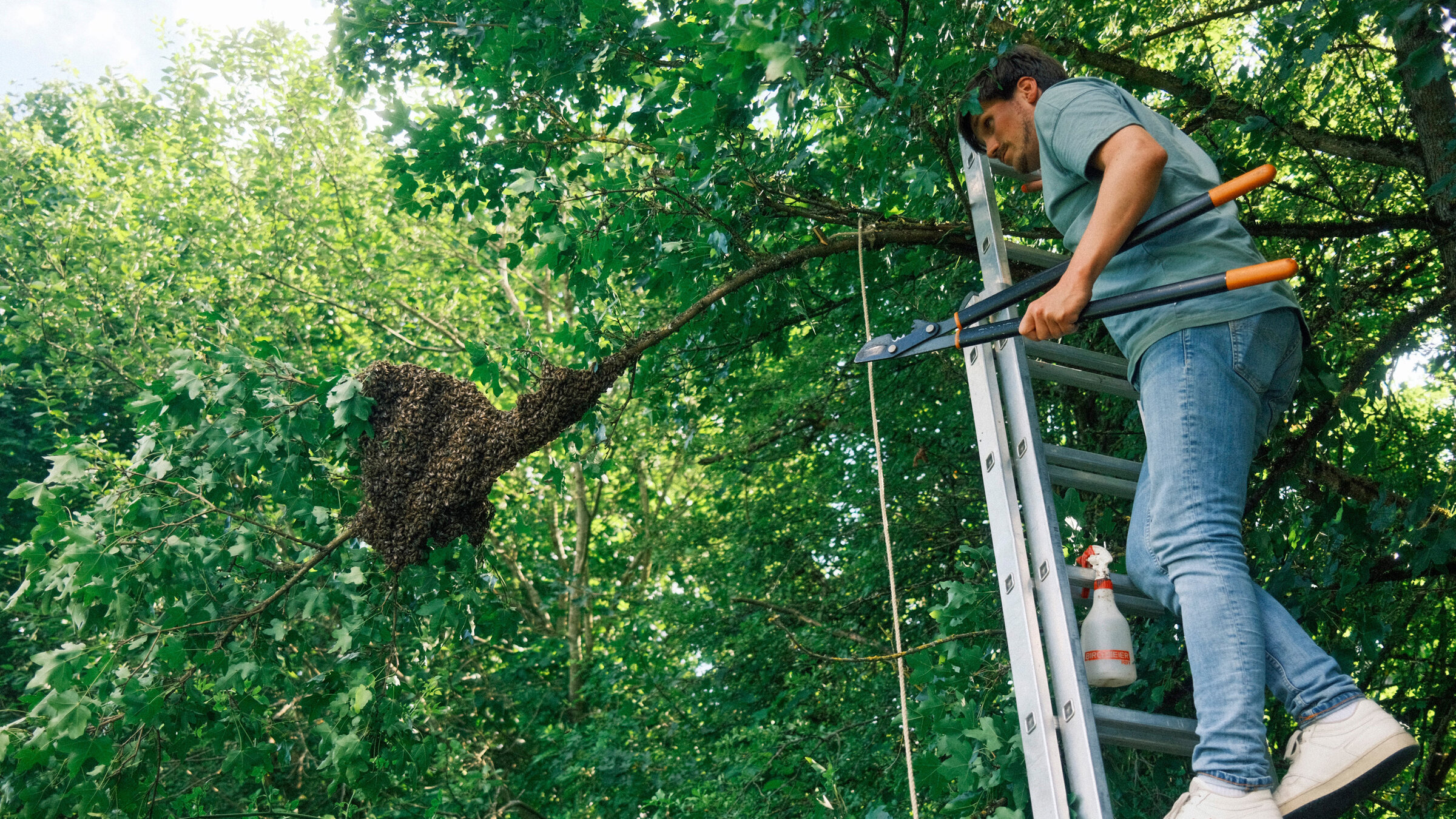 "wissen aktuell: Auf Steiners Spuren": Ausgeschwärmt! Frank Seibert darf einen Bienenschwarm einfangen in einer Lehr- und Forschungsimkerei in Rosenfeld.