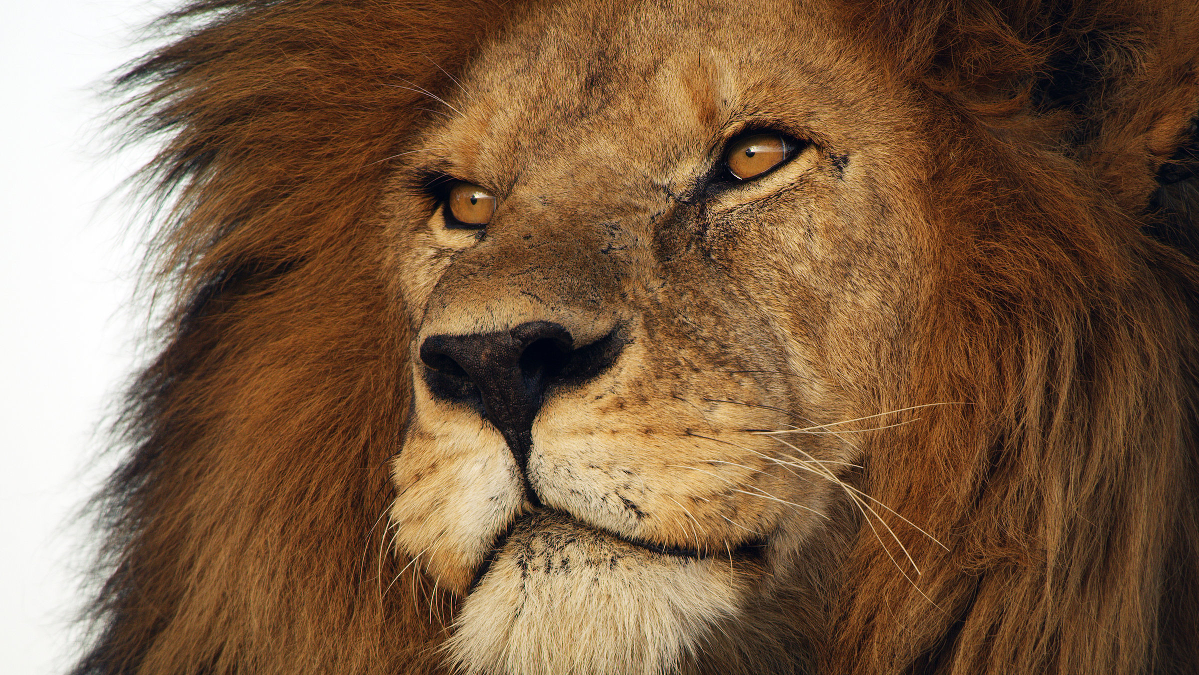 "Terra X Serengeti - Wilde Geschichten aus der Savanne - Fels der Löwen": Großaufnahme des Kopfes eines Löwen