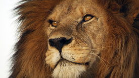Serengeti - Wilde Geschichten aus der Savanne (1/6)