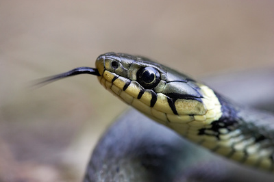 Im Reich von Kreuzotter & Co - Österreichs Schlangen hautnah