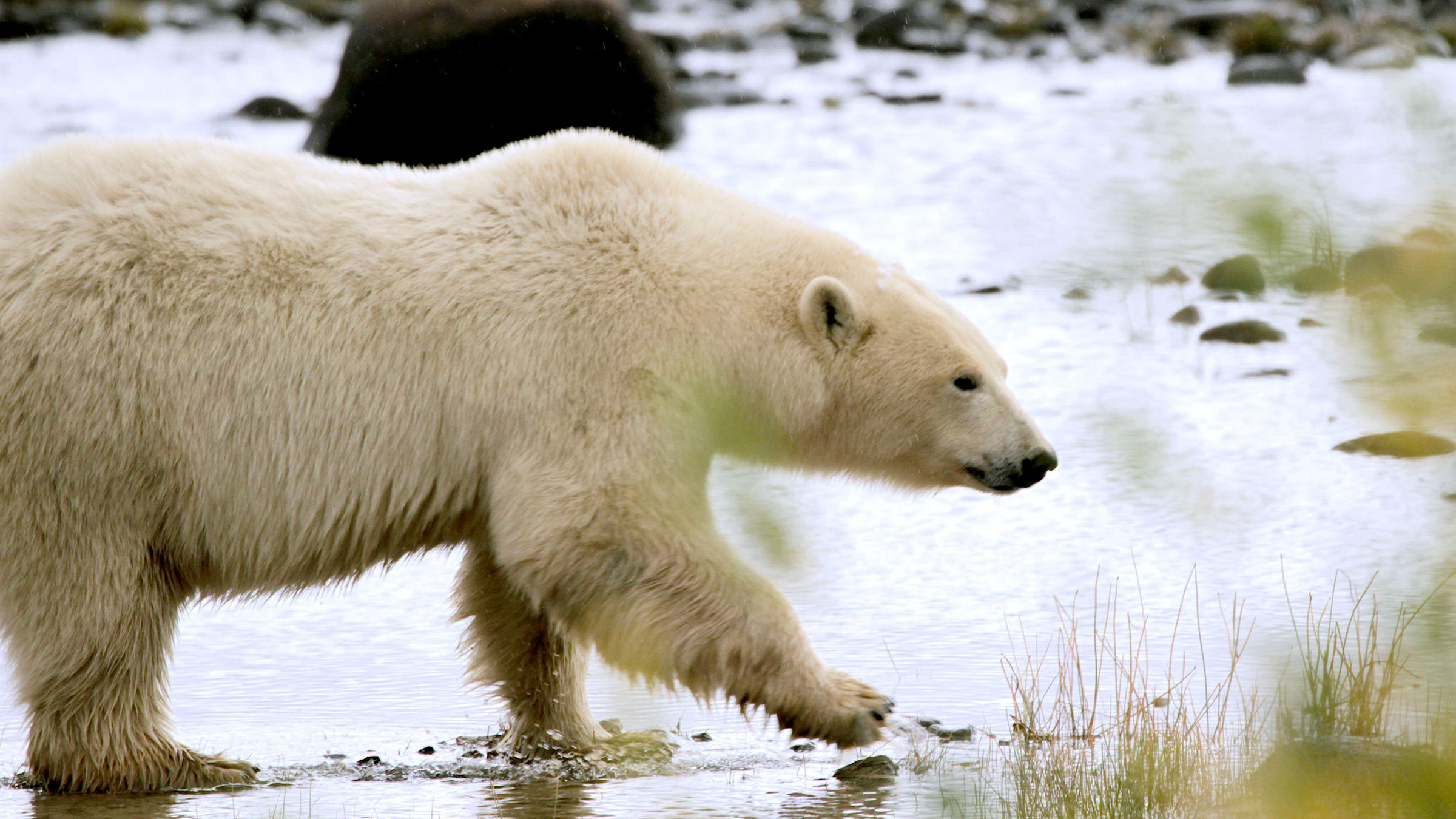 "Der Eisbär im Gras": Eisbär.