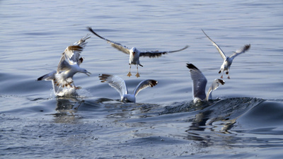 Bodensee - Wildnis am großen Wasser