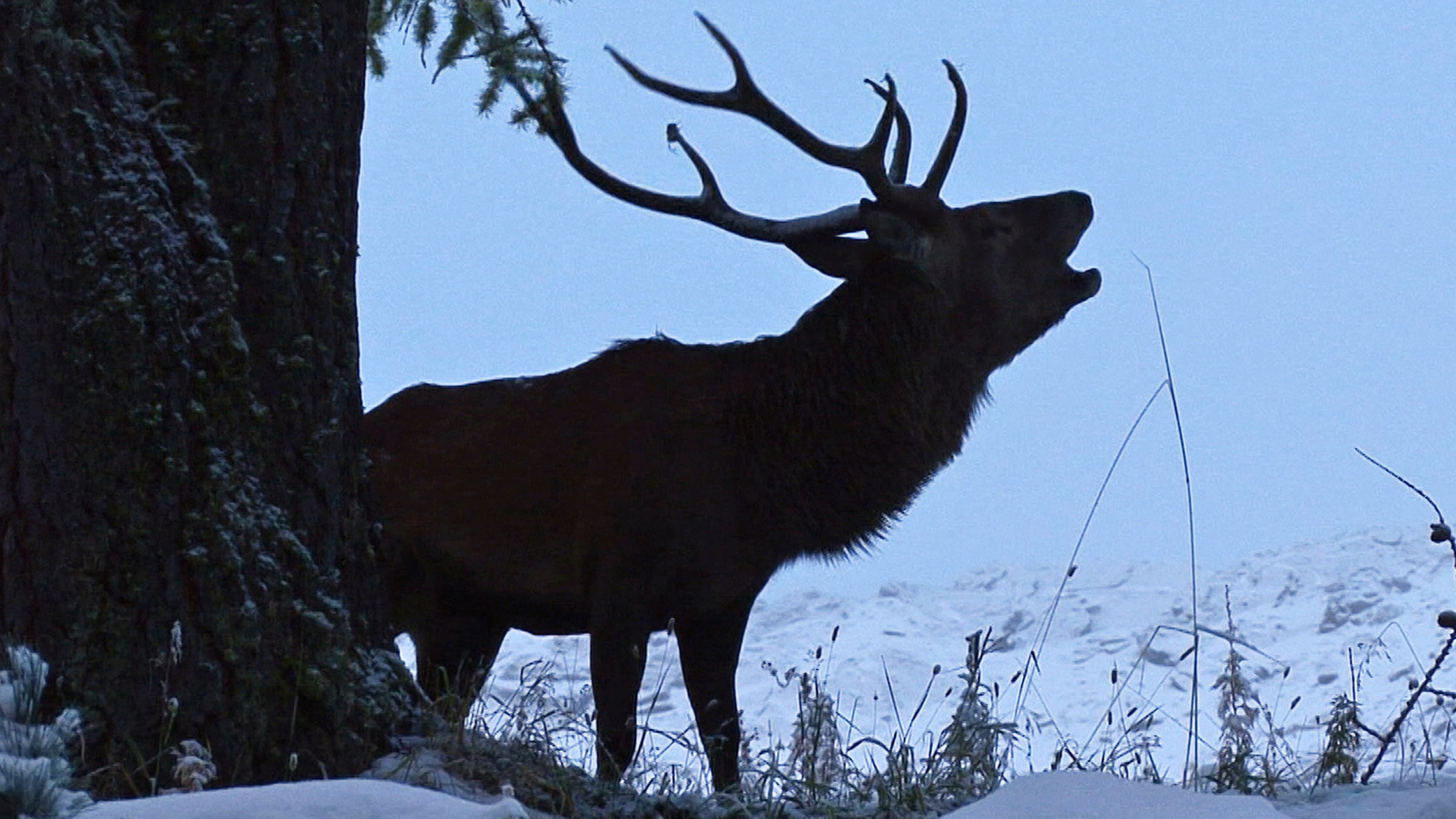 "NETZ NATUR: Schweizerischer Nationalpark" - Röhrender Hirsch