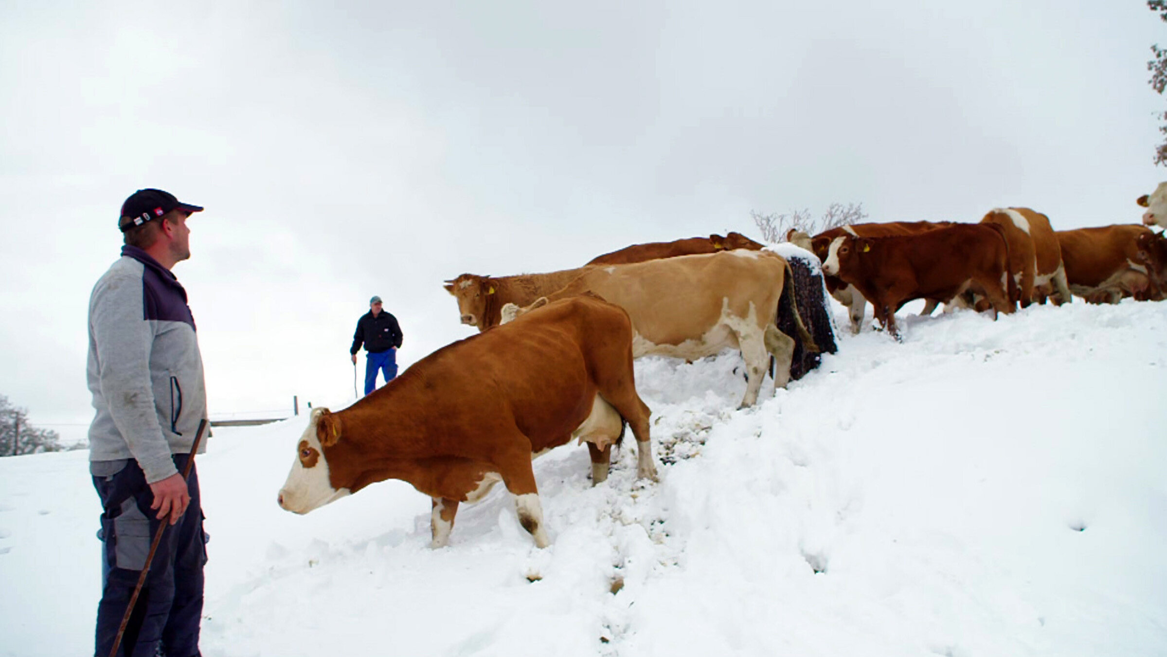 "Wenn es Herbst wird auf der Alm": Auch so kann der Herbst auf der Alm aussehen.