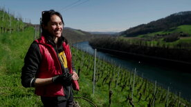 Wein am Rhein (1/2)
