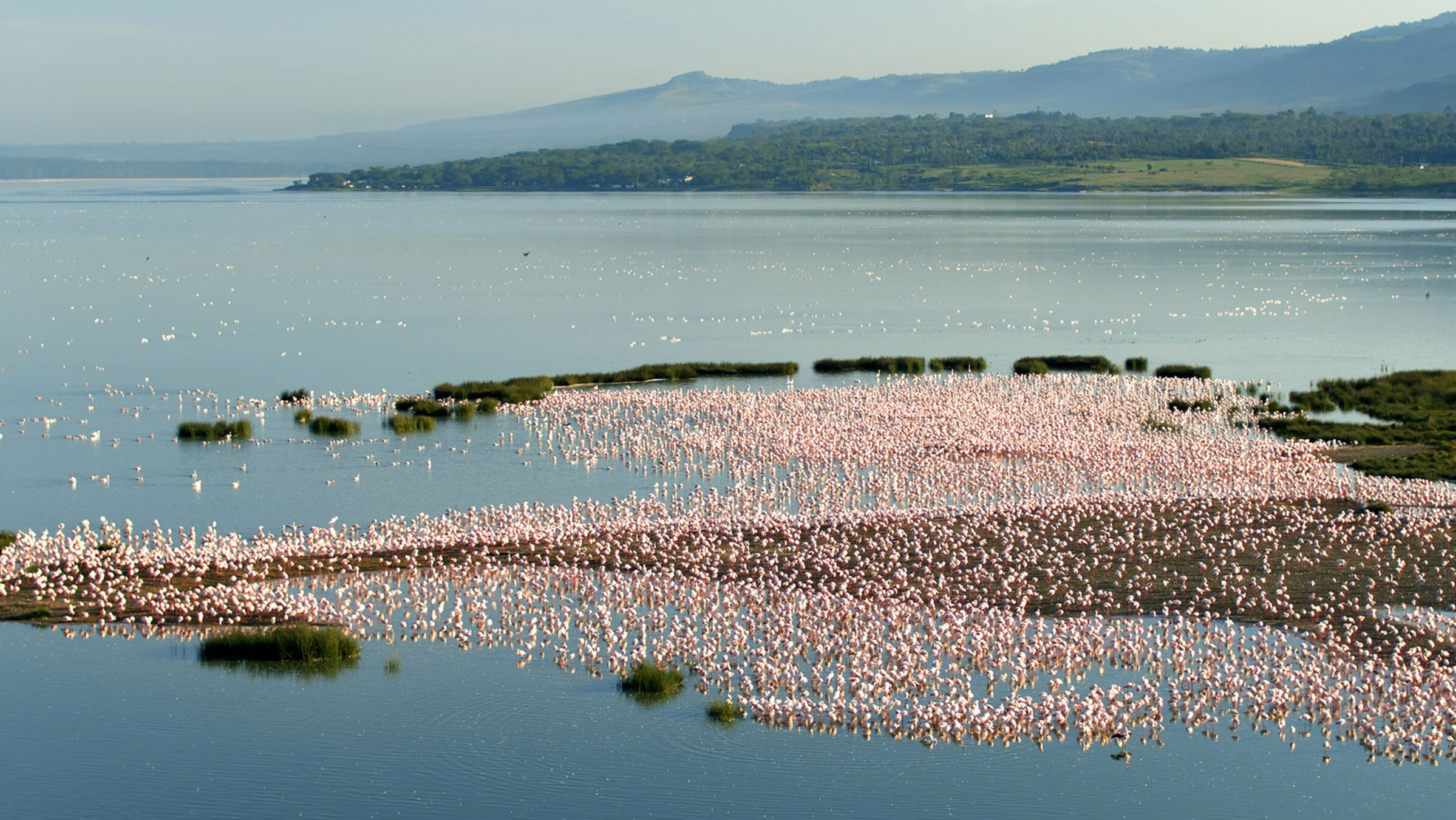 "Afrika von oben: Kenia": Die Flamingos sind im Laufe der Evolution immun gegen die giftigen Algen des Seesgeworden. Durch den Verzehr der Algen und Kleinkrebse des Sees färbt sich ihr Gefieder rosaoder orange.