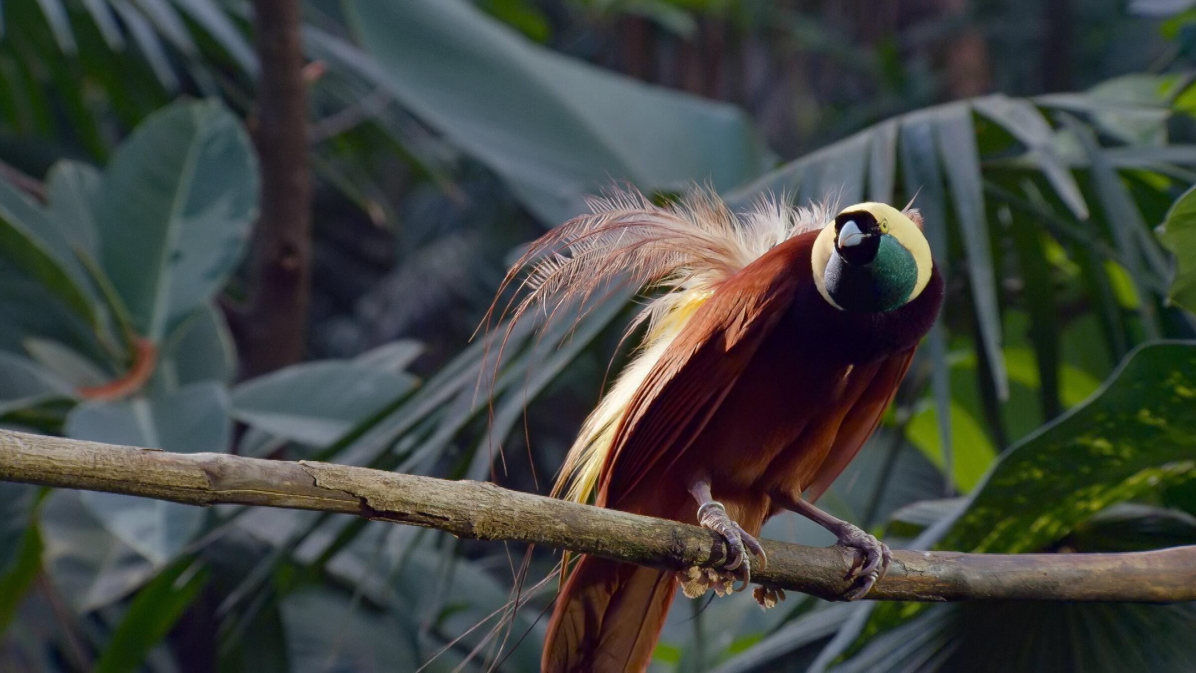 "Die Sprache der Tiere (2/5) - Körpersprache": Ein großer Paradiesvogel sitzt auf einem Ast.