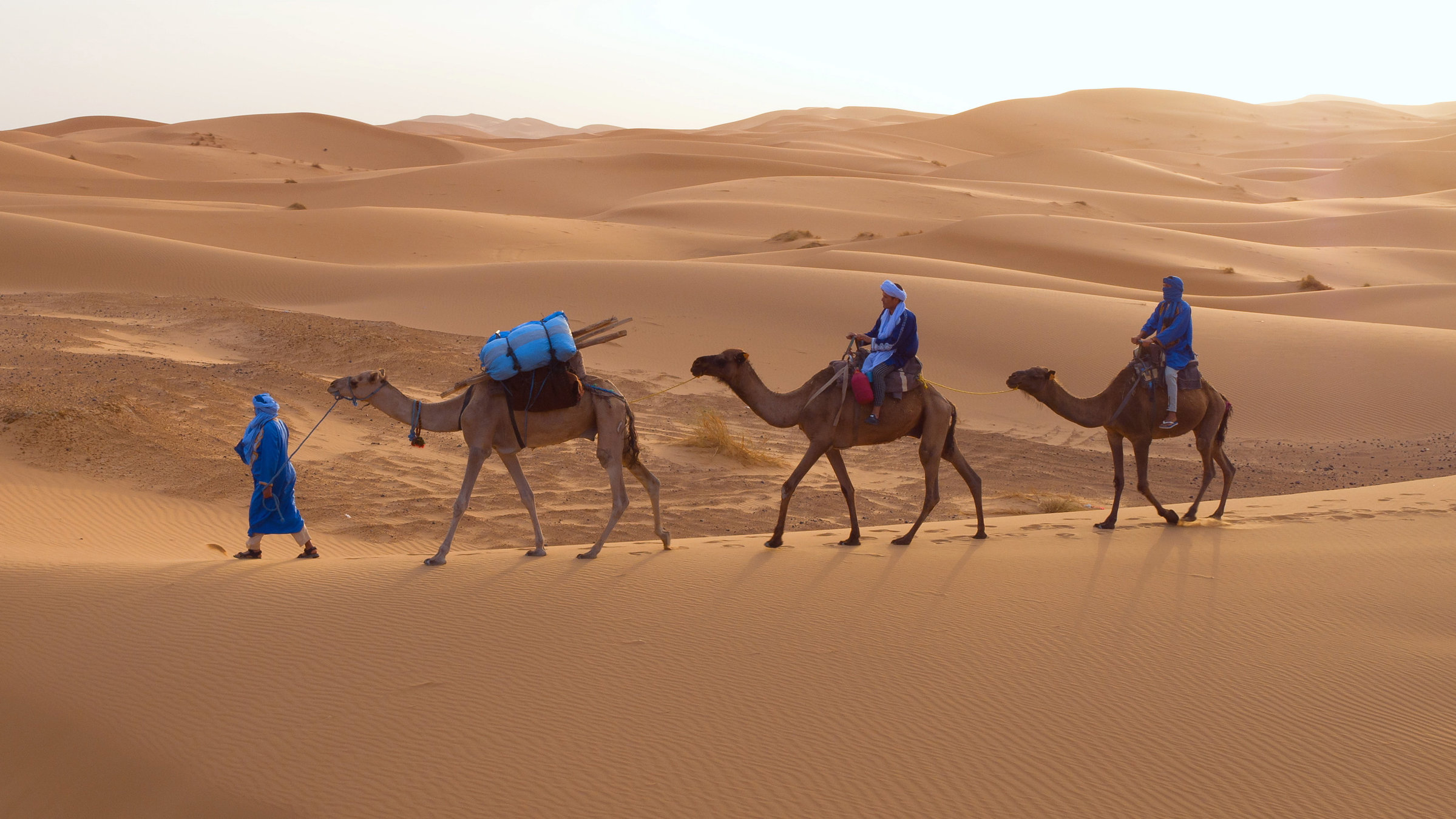 "Terra X: Afrika von oben - Wildnis": Drei Dromedare gehen nacheinander durch die Wüste, begleitet von drei Personen.