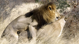 Die Löwen der Kalahari