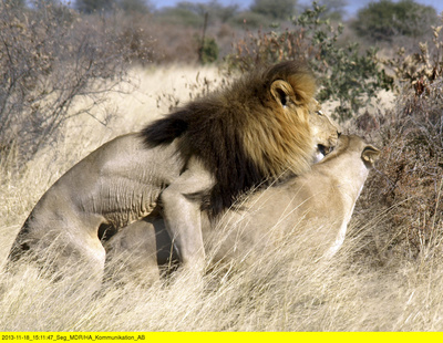 Die Löwen der Kalahari