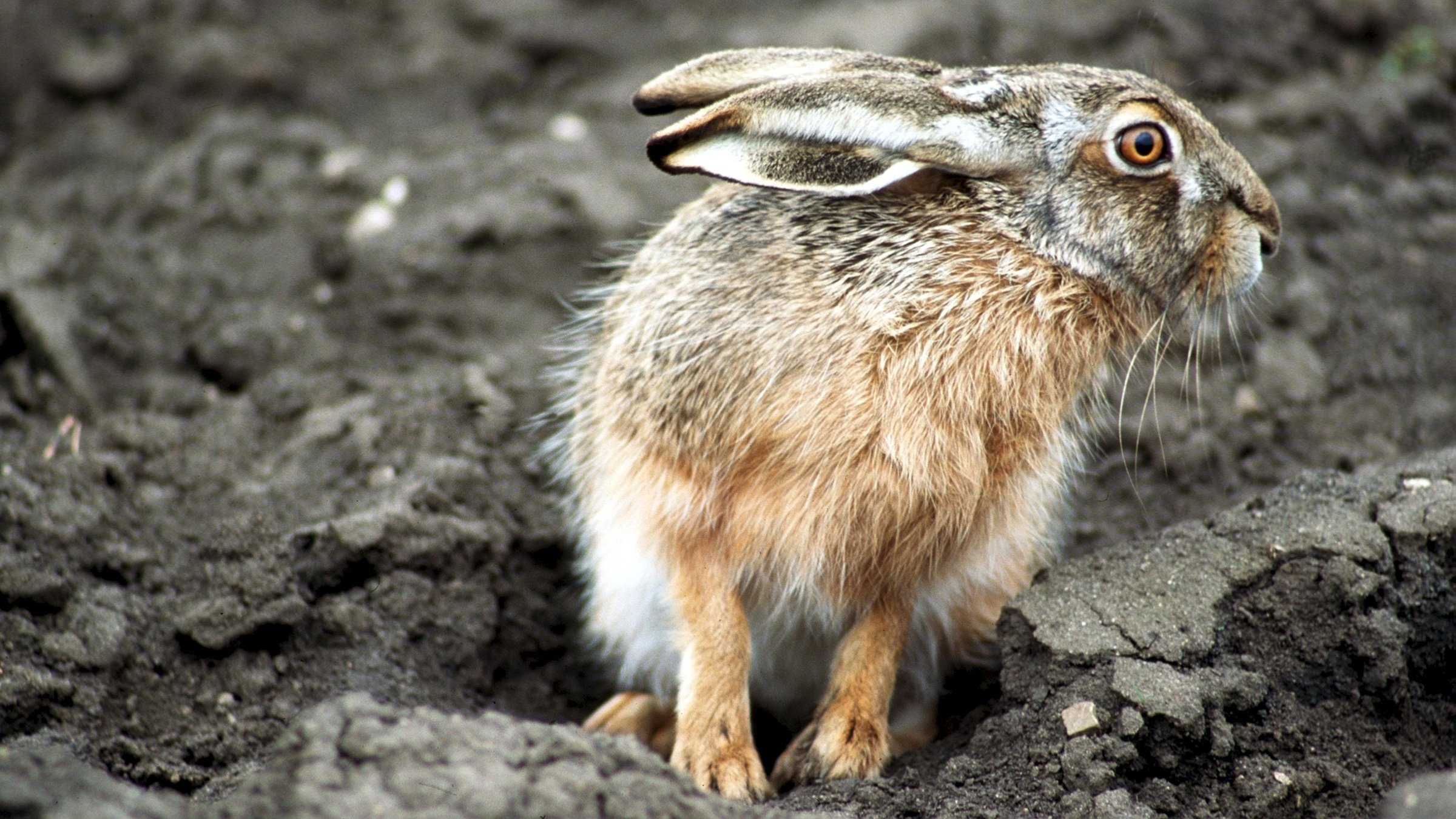 "Die Legende vom Hasen und der Sonne" - Ein Hase