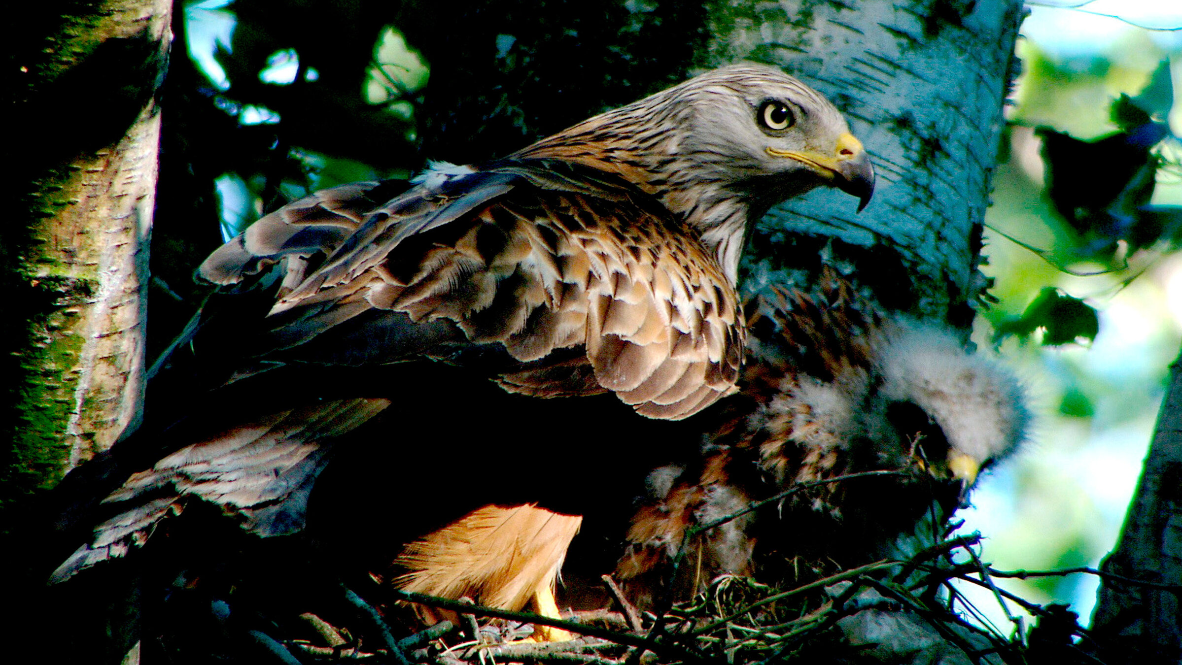 "Wildes Deutschland: Der Thüringer Wald": Rund fünf Prozent der weltweiten Rotmilane leben in Thüringen. Meist bauen sie an den Waldrändern ihre Nester.