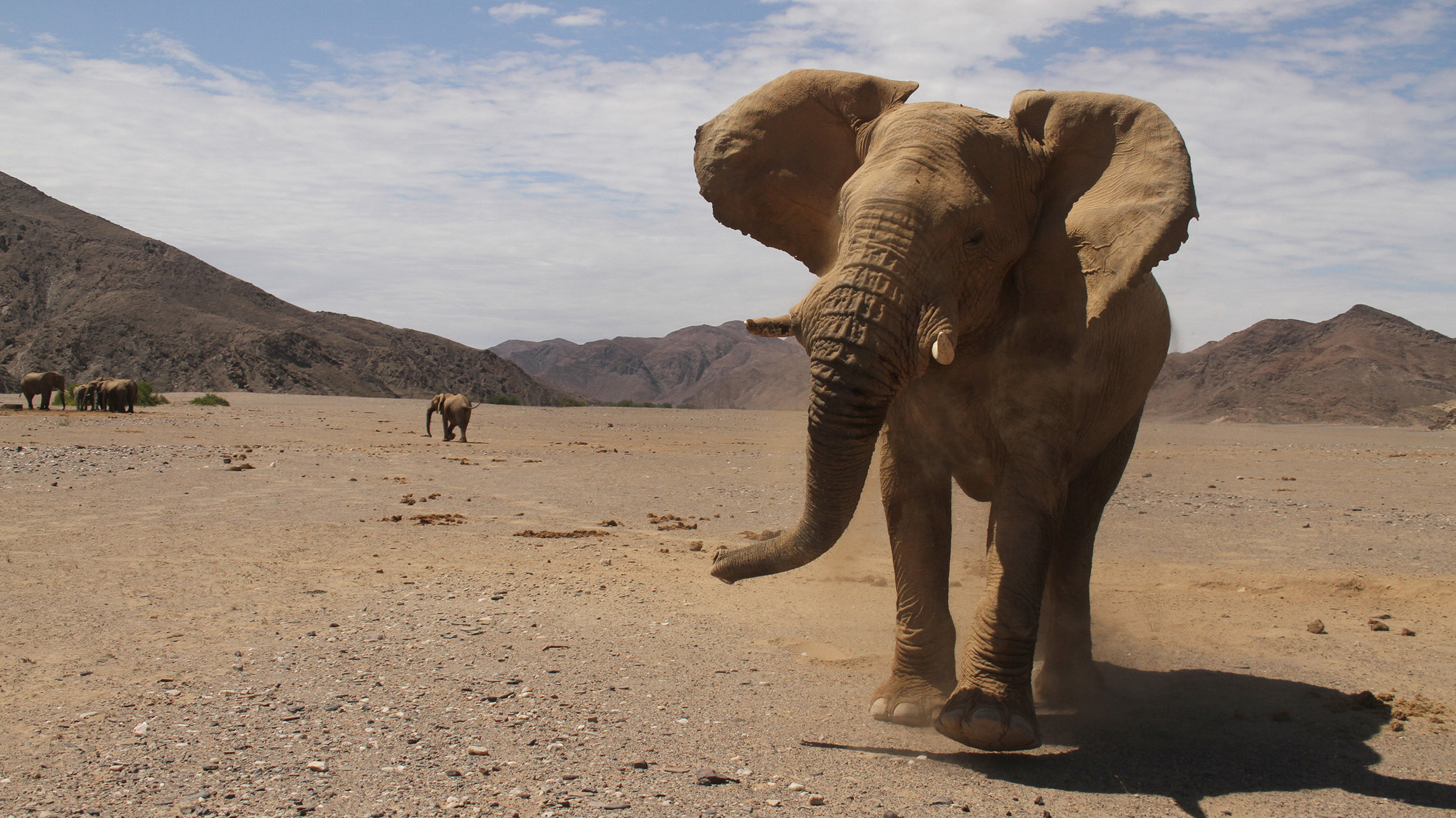 "Das Geheimnis der Wüstenelefanten": In der Trockenzeit wandern die Elefanten über weite Strecken auf der Suche nach Futter.