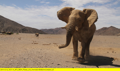 Das Geheimnis der Wüstenelefanten