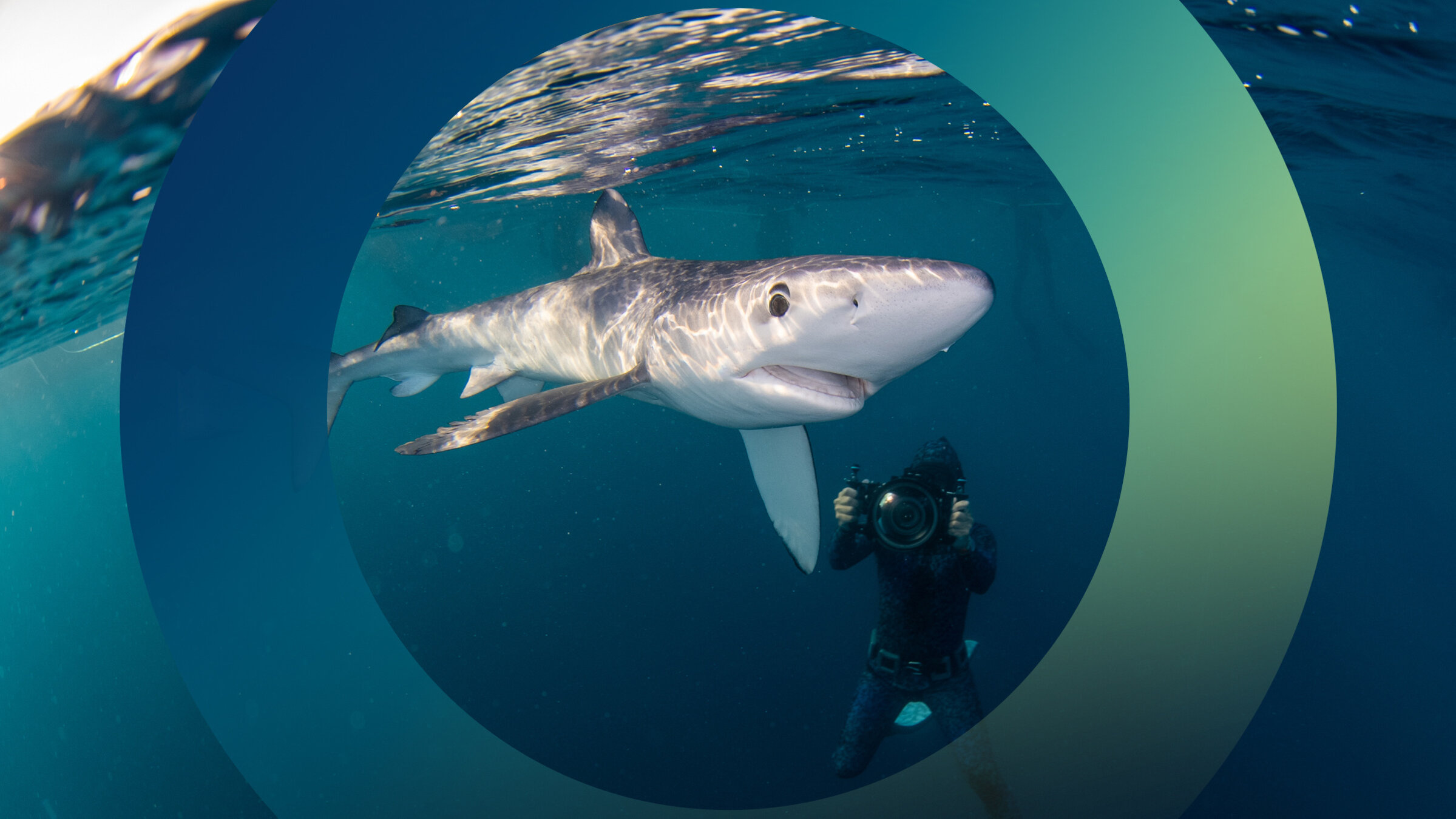 "planet e.: Blutige Flossen- das brutale Sterben der Haie": Ein Taucher schwimmt unter Wasser neben einem Blauhai.