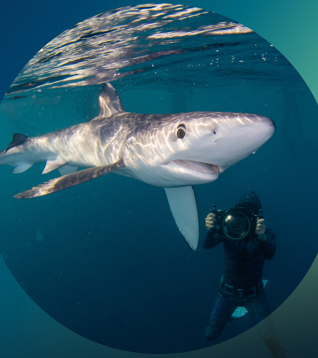 "planet e.: Blutige Flossen- das brutale Sterben der Haie": Ein Taucher schwimmt unter Wasser neben einem Blauhai.